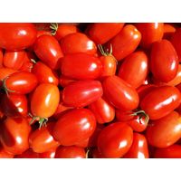 Sandveld Seeds Roma Tomato 